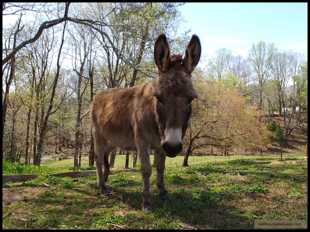 What Animals Live In The Georgia Mountains