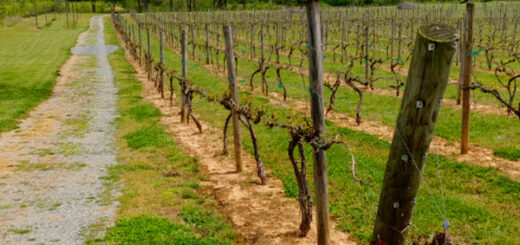 Drive to the tasting tent at Ellijay River Vineyards