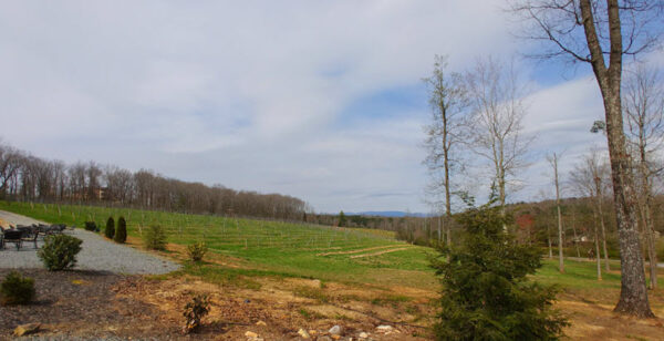 Vineyards and long-range mountain views at Engelheim Vineyards