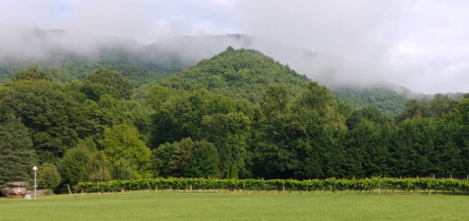 Mountains and Vines at 12 Spies Vineyards and Farm