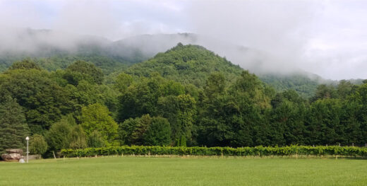 Mountains and Vines at 12 Spies Vineyards and Farm