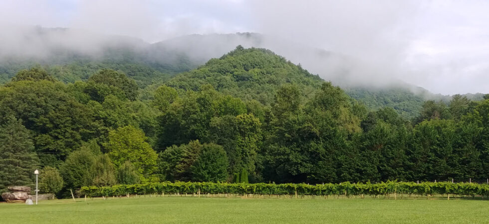 Mountains and Vines at 12 Spies Vineyards and Farm