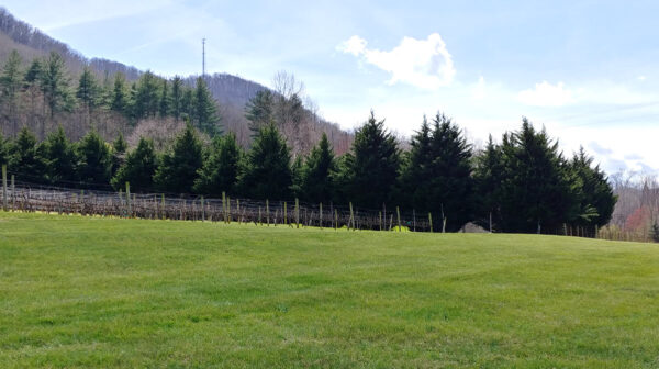 12 Spies Wines