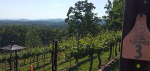 Wolf Mountain Touriga Vines and Views GaMountainsGuide.com
