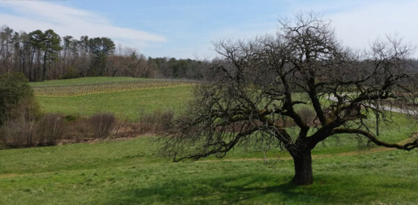 Scenic drive past vines approaching the Yonah Mountain Vineyards tasting room