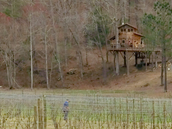Blue Ridge Treehouse and Bear Claw Vineyard vines