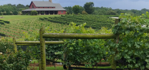Chambourcin grapes on the vines at CeNita Vineyards