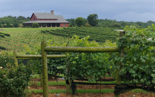 Chambourcin grapes on the vines at CeNita Vineyards