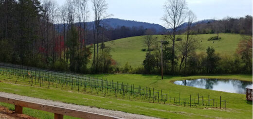 Vines at Odom Spring Vineyards in Blairsville GA