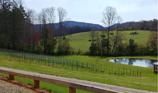 Vines at Odom Spring Vineyards in Blairsville GA