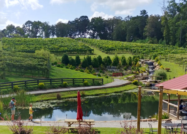 Scenic vineyards to explore at Big Door Vineyards