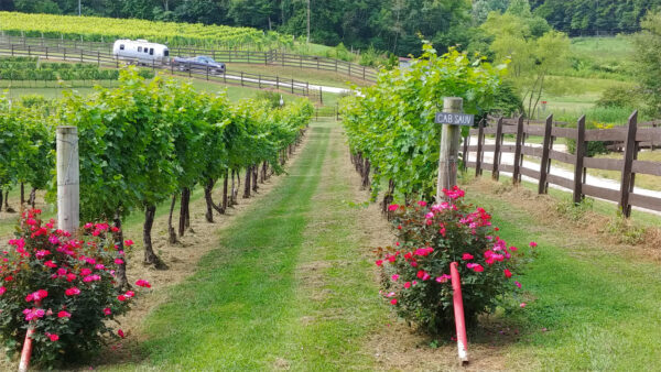 Stonewall Creek Cabernet Sauvignon Vines
