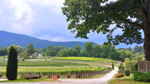 Stonewall Creek Vineyards
