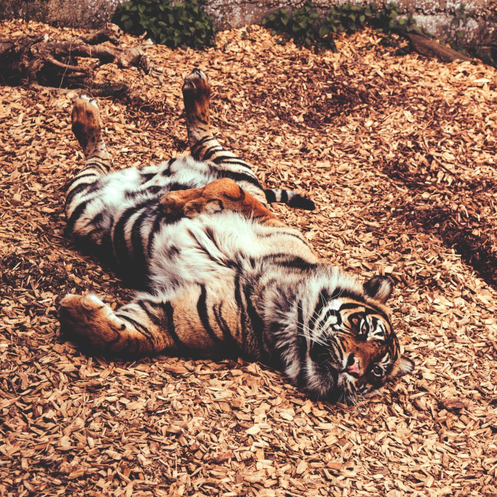Free Zoo Admission on Father's Day Weekend