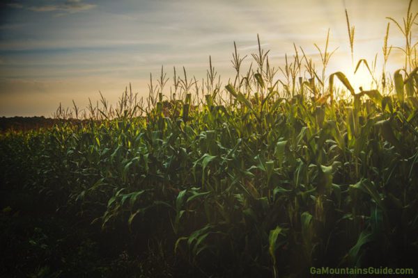 Maze di mais nella Georgia del Nord