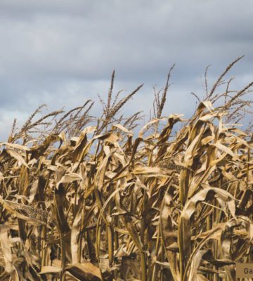 Corn Mazes in North Georgia Mountains