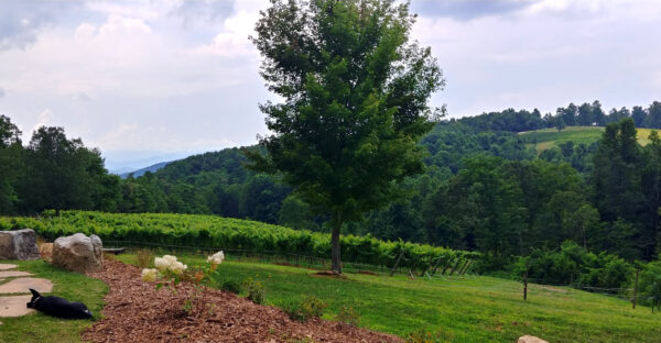 Camping at Terra Incognita Vineyard