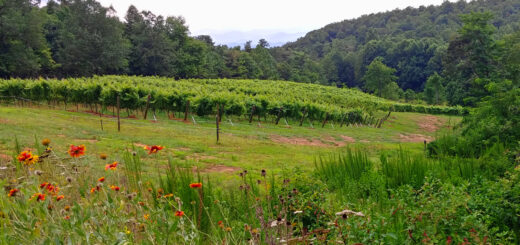 Weddings at Terra Incognita Vineyards