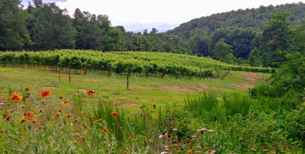 Weddings at Terra Incognita Vineyards