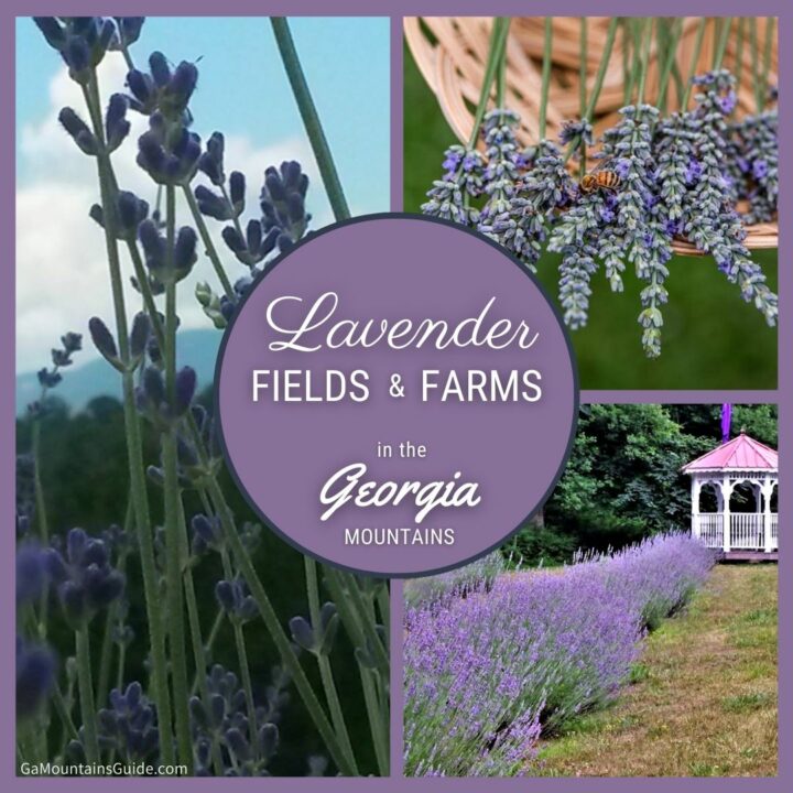 Scenic lavender farms in the North mountains 🪻