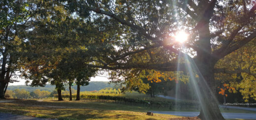 A mighty oak at Montaluce Vineyards Dahlonega GA