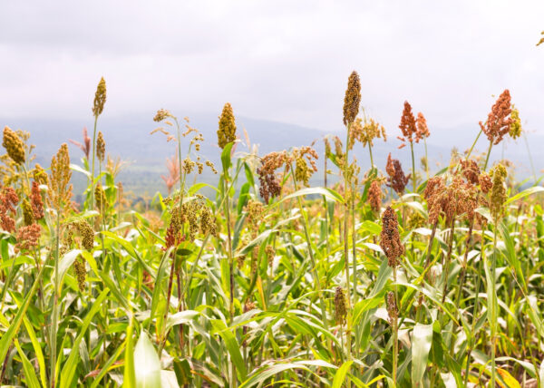 Ripe sorghum in a field