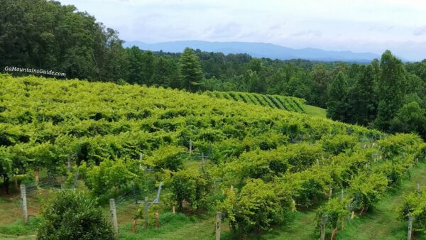 Engelheim Winery