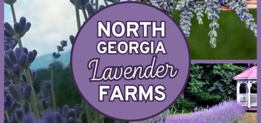 North Georgia Lavender Farms