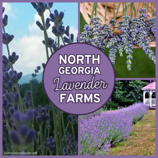 North Georgia Lavender Farms