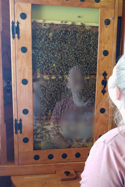 Tesnatee River Winery and Meadery Bees inside Display Case