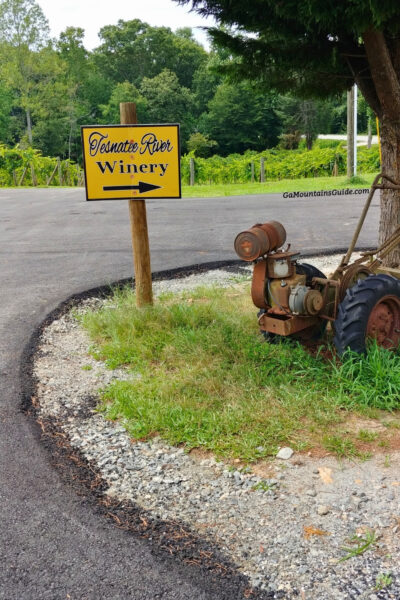 Tesnatee River Winery and Meadery Vineyard
