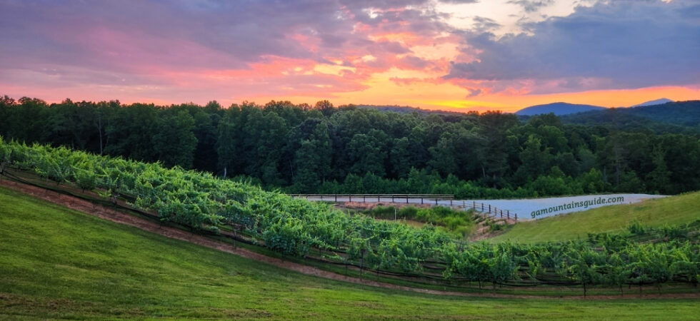 The Cottage Winery vineyard in Summer at Sunset
