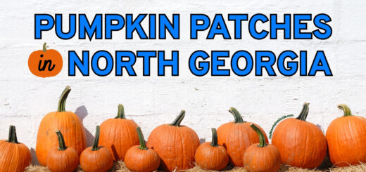 Pumpkin Patches in North Georgia