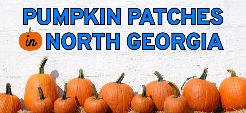 Pumpkin Patches in North Georgia