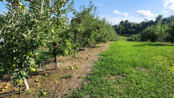 Hillcrest Orchards Ellijay GA - Apple Trees