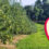 Apple Picking in North Georgia