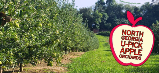 North Georgia U-Pick Apple Orchards