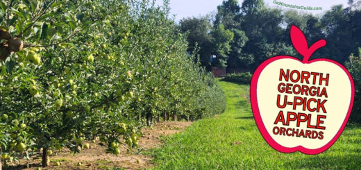 North Georgia U-Pick Apple Orchards