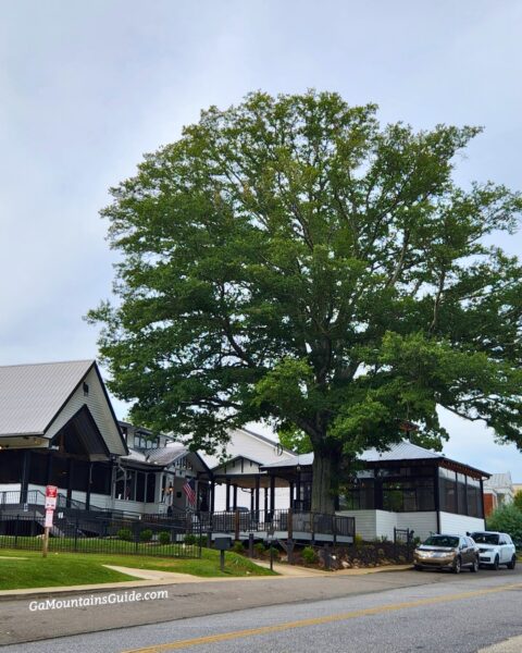 Black Sheep Restaurant in Blue Ridge, GA