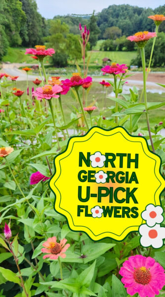 U-Pick Flowers in Ellijay GA at Red Apple Barn
