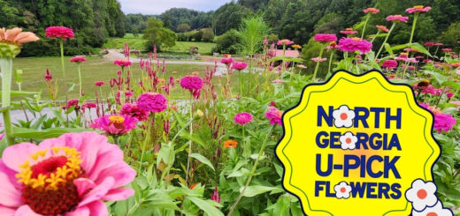 U-Pick Flowers in North Georgia