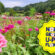 U-Pick Flowers in North Georgia: 2026 Farm Guide