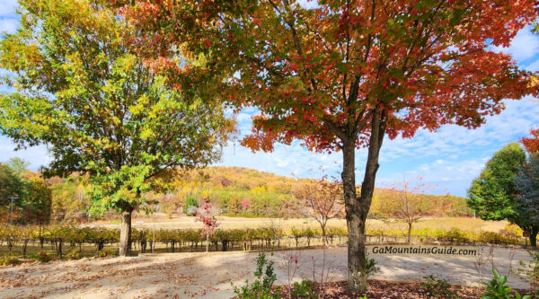 Fall Foliage at the Vineyard at Frogtown Cellars in Dahlonega, GA (11-2-2022)