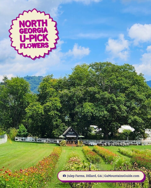 Julep Farms U-Pick Flowers Georgia