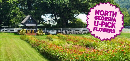 North Ga U-Pick Flowers at Bloom Bar at Julep Farms Dillard GA