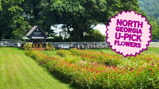 North Ga U-Pick Flowers at Bloom Bar at Julep Farms Dillard GA