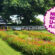 U-Pick Flowers in North Georgia: 2026 Farm Guide