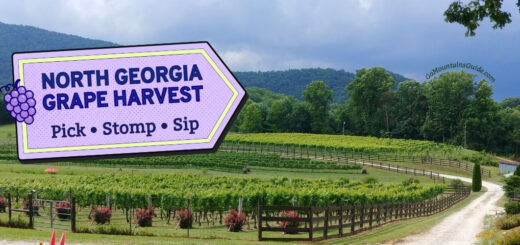 North Georgia Grape Harvest 2026