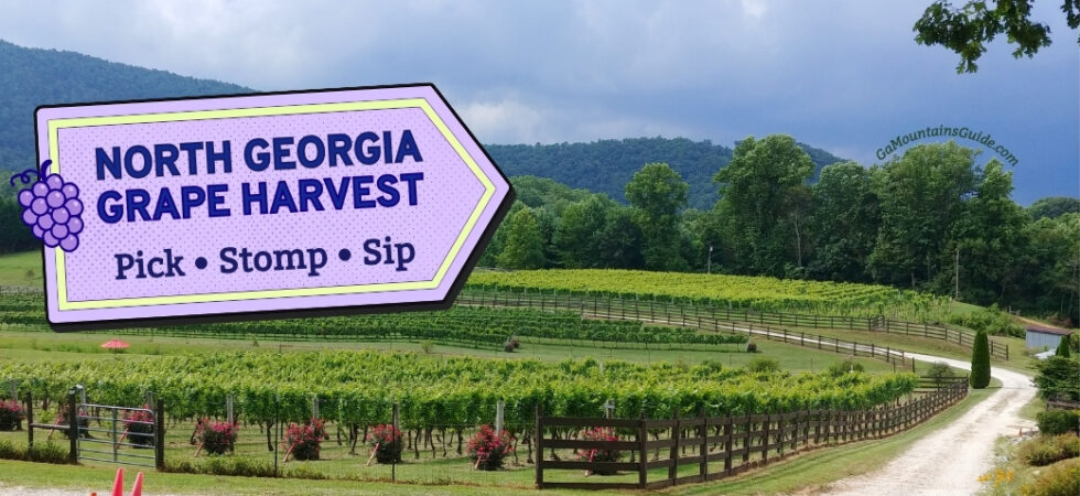 North Georgia Grape Harvest 2026
