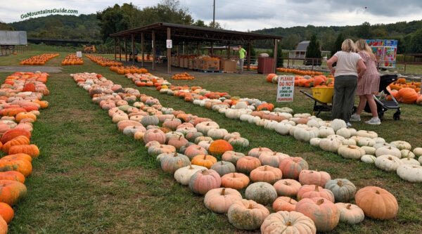 Outdoor Pumpkin Patch at Uncle Shuck's